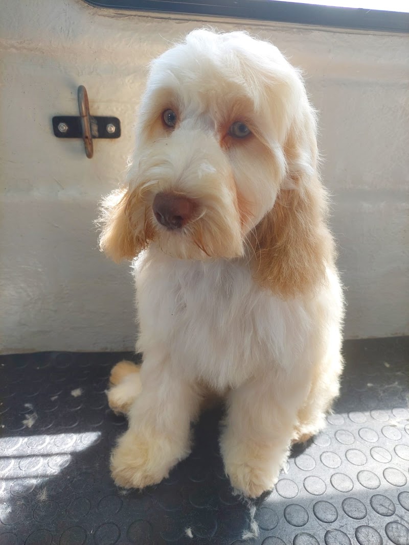 Cape pets mobile grooming