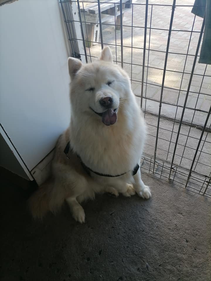 Cindy's Doggie Parlour