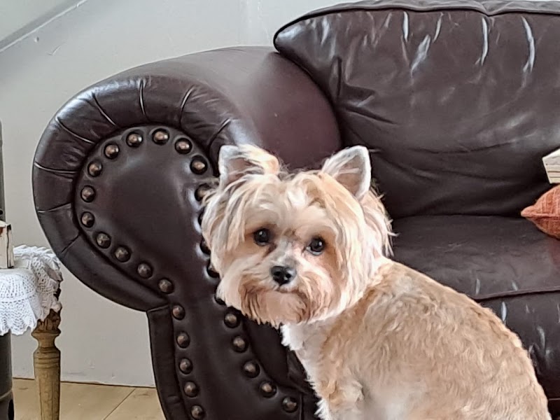 Doggie Land Parlour and Shop