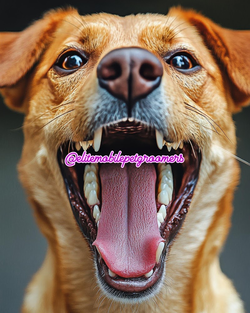 Elite Mobile Pet Groomers