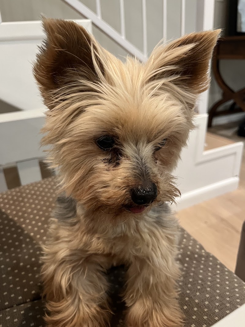 Just Groom it - Pet Grooming service