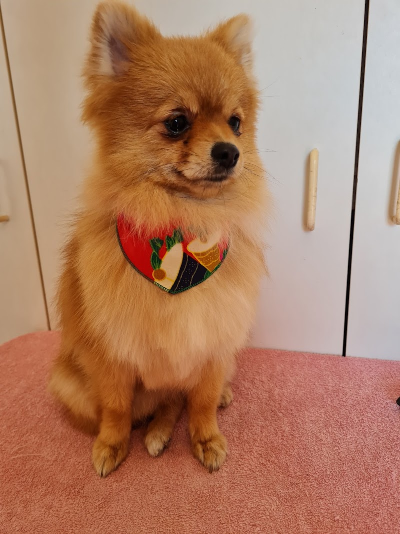 Park &BARK mobile dog grooming