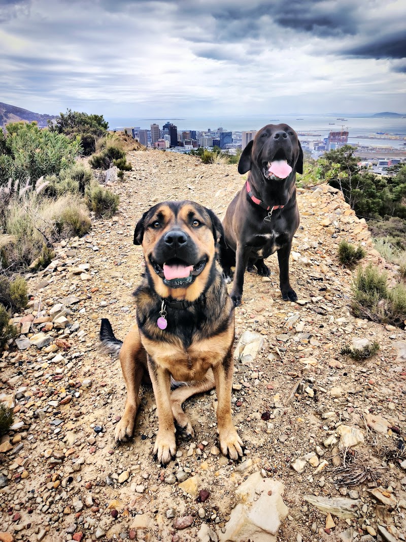 Poochy Coo - The Ultimate Doggy Daycare & Hotel