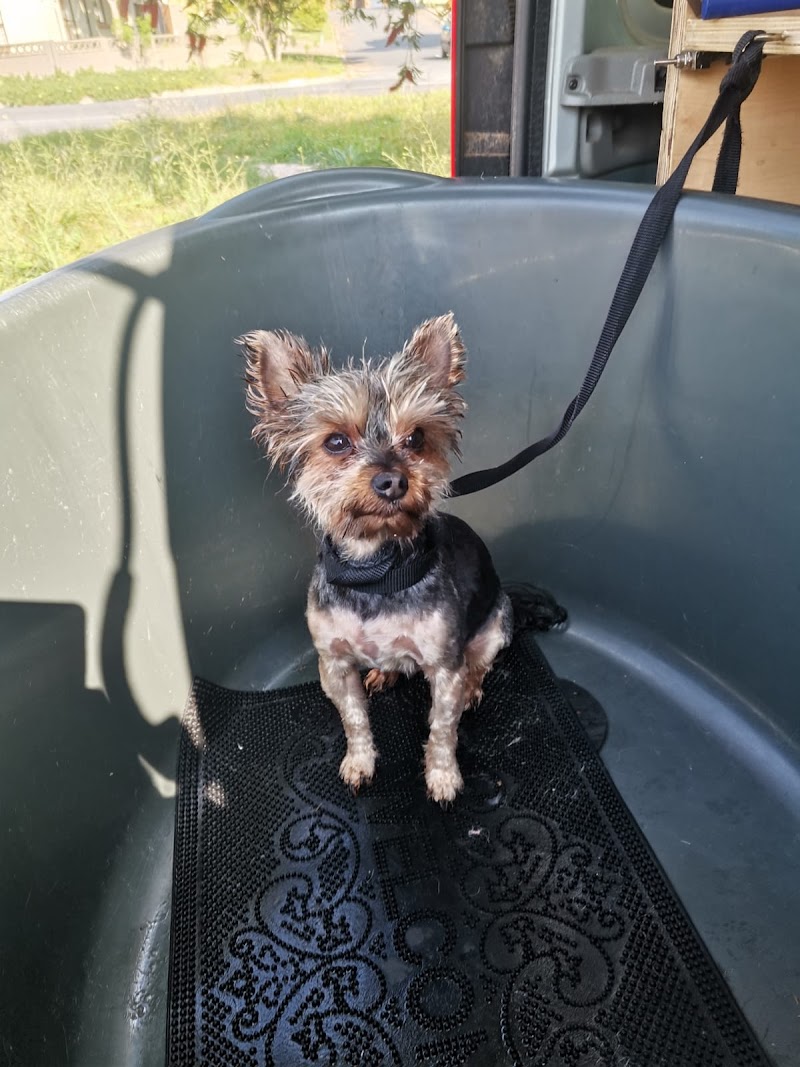 Posh pets mobile grooming