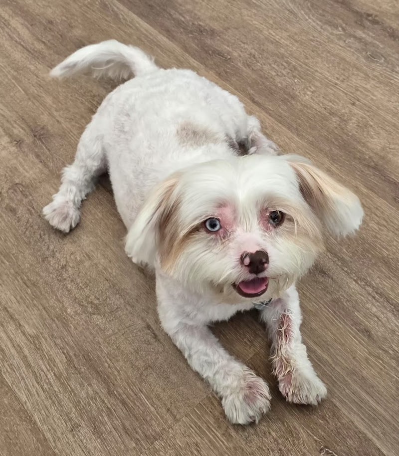 Ruff Diamonds Dog Grooming