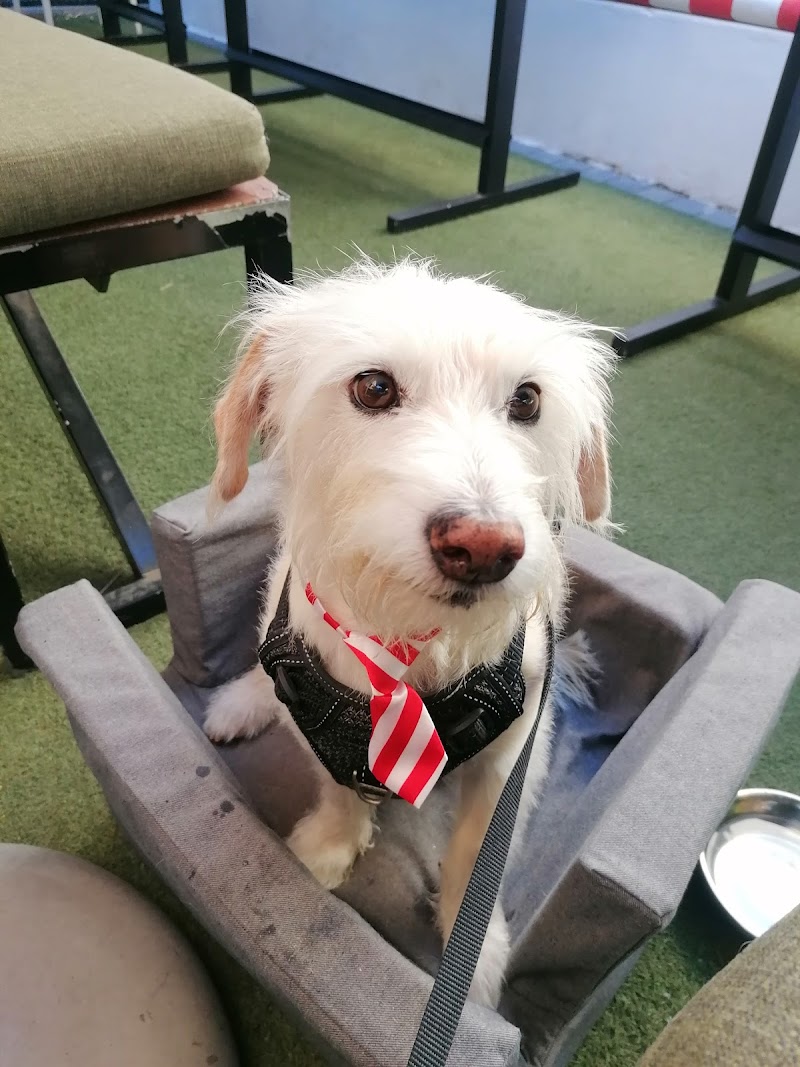 Tips & Tails Mobile Dog Groomer